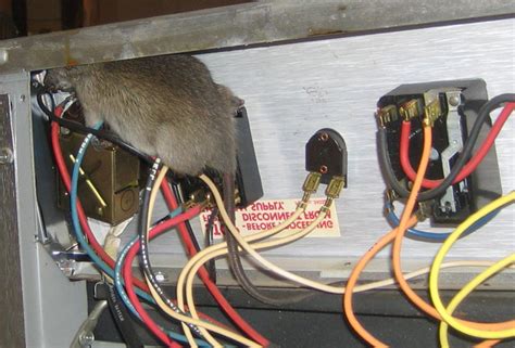 why do rodents chew electrical cables